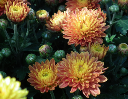 Chrysanthemums