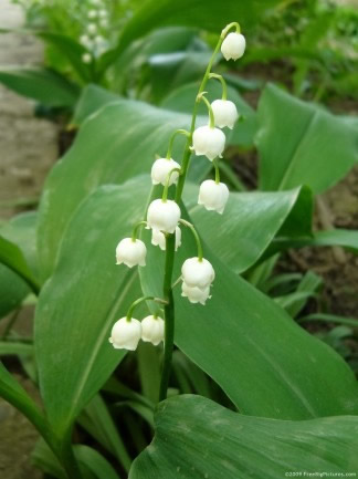 Lily of the Valley